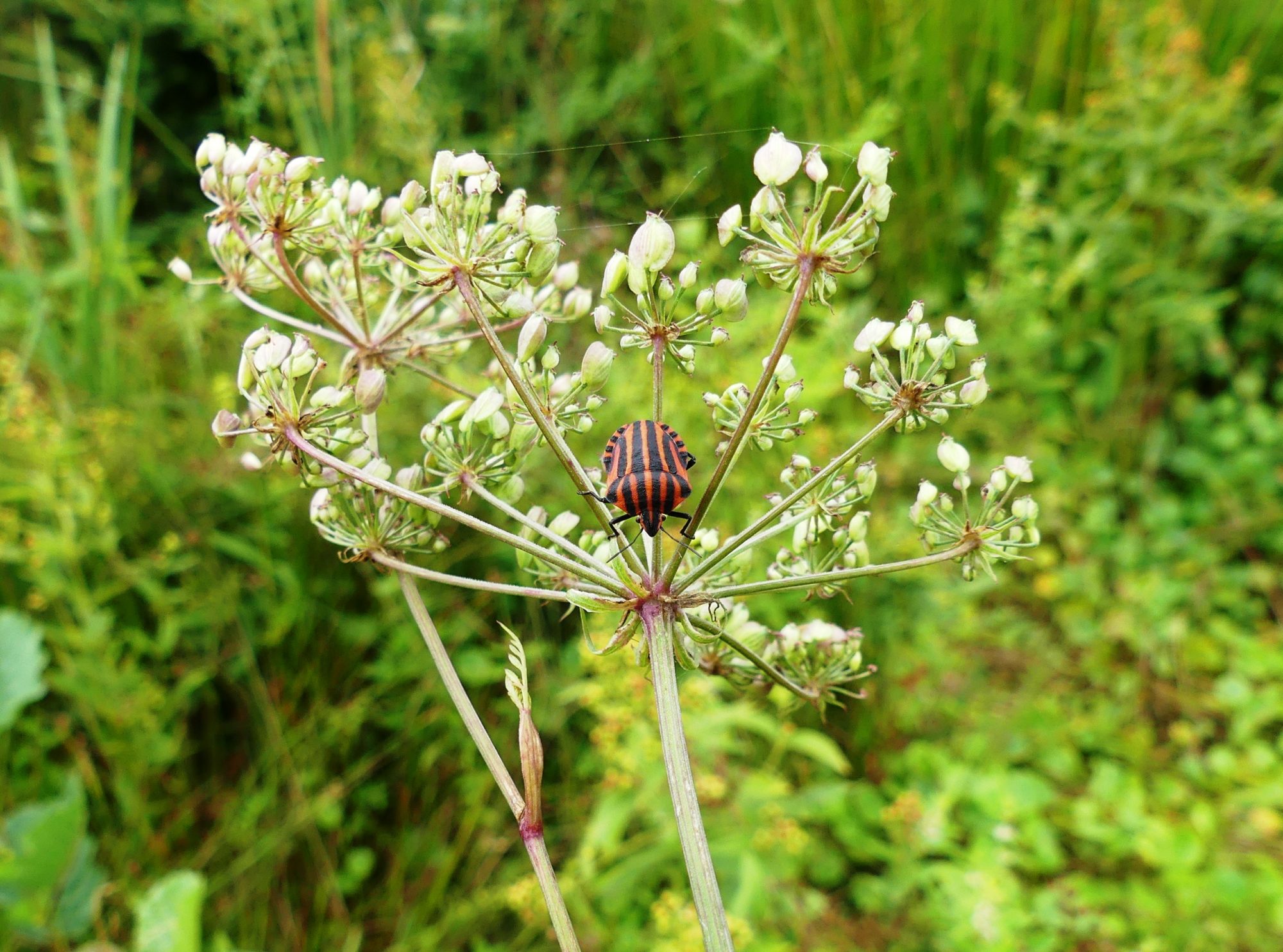 Insectenwerkgroep (IWG)