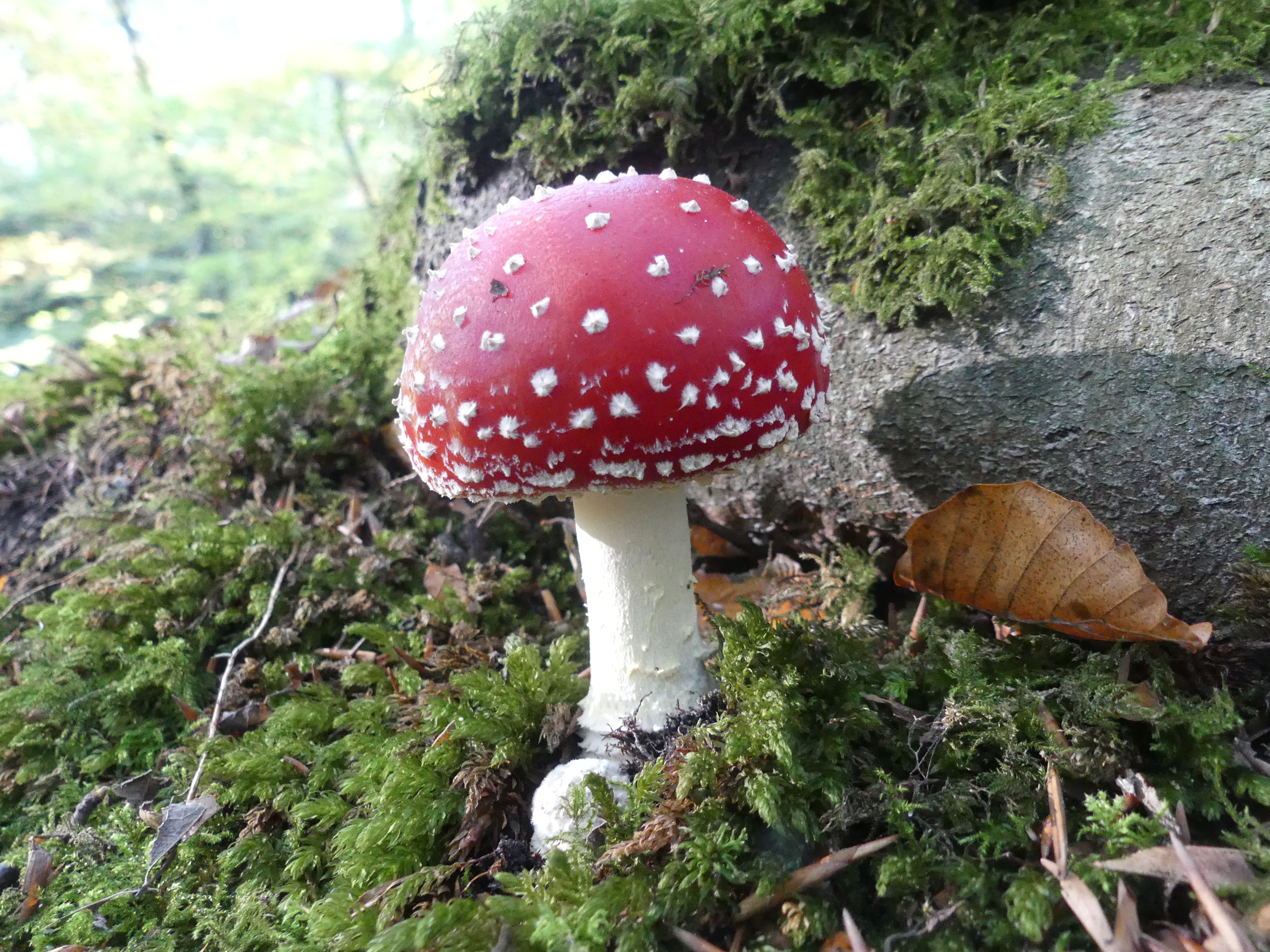 Paddenstoelen Flietserbosk bij Witmarsum.